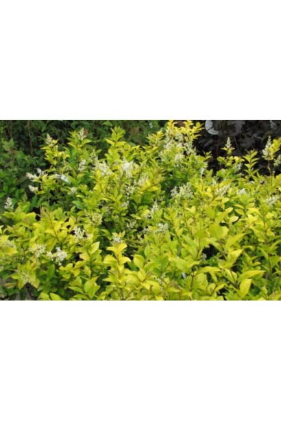 Ligustrum Vicaryi описание